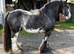 Beautiful HW Traditional Blagdon Mare - *Project/Brood Mare*