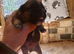 Jack russel X lakeland puppies