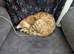 5 years female Bengal cat
