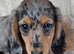 Gorgeous silver dapple long haired miniature dachsund girls