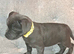 Beautiful Blue Staffordshire bull pups  ready now