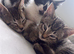 Two male tabbies