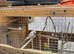 Budgies for sale