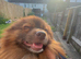 Pomeranian dog