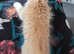 1 ginger long haired kitten