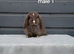 Purebred mini lop rabbits