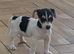 Jack Russell pups