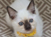 Beautiful Ragdoll × Siamese Cross Kittens – 4 Available