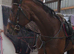REDUCED ) 16.1 TB GELDING ( 9YRS )