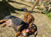 2 Dachshunds