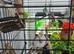 White pied cockateil baby 4 month and cage