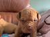 Dogue de bordeaux pups