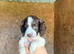 Springer Spaniel