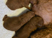 Small toy x Asian poodle puppies