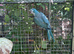 Blue Quaker part male