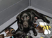 BEAUTIFUL PUPPIES FROM FULLY HEALTH-TESTED PARENTS