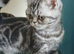Bsh. Silver Tabby kitten.