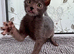 Pedigree Lykoi Kittens