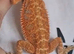 Baby bearded dragon