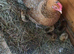 2 week old chicks