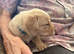 Superb KC Reg Labrador Puppies