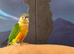 Hand reared tame yellowsided gcc (6)