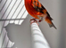 Red Siskin London