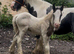 Black and white mare with filly foal out 15hh sire