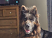 German shepherd bitch