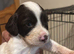 7 English springer spaniel puppies