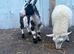 Pygmy goat and lamb wether