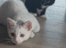 Sweet & Playful 10-Week-Old Female Kitten Seeking Loving Forever Home
