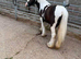 Mini cob show filly