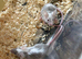 Fancy Mice Babies 4 for &pound;20