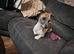 Beautiful Jack Russel pups