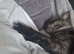 Stunning black smoke male mainecoon tica registered
