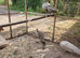 Peahens for sale