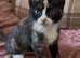 7 beautiful kittens ready for loving homes