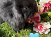 Pure mini lops