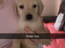 Labrador puppies
