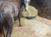Welsh section a colt