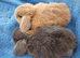 Mini lop babies