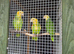 2 pairs or yellow headed amazons