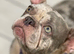 Selling two French bulldogs