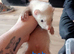 13 baby ferrets