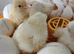Day old Leghorn chicks (unsexed)