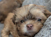 Beautiful karashishi imperial puppies