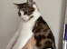 Gorgeous Female kitten