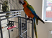 Catalina macaw