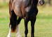 Outstanding 2yrs filly to make 15h plus